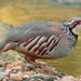 Red-legged Partridge - Photo (c) Agustín Povedano, some rights reserved (CC BY-NC-SA)