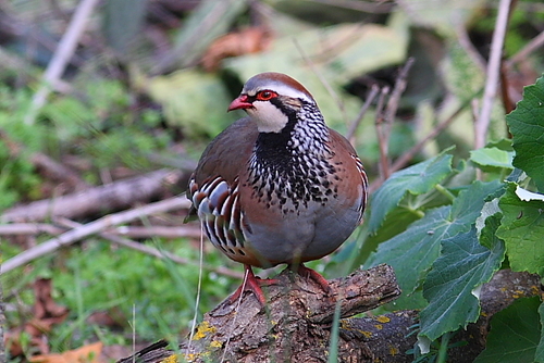 Red-legged Partridge