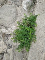 Scutellaria galericulata
