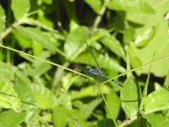 Hylaeothemis apicalis