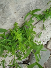 Scutellaria galericulata