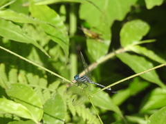 Hylaeothemis apicalis