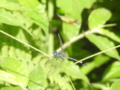 Hylaeothemis apicalis