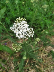Achillea millefolium