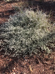 Ptilotus astrolasius