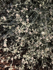 Ptilotus astrolasius