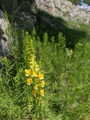 Linaria