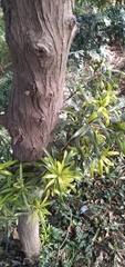 Podocarpus henkelii