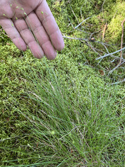 Carex billingsii
