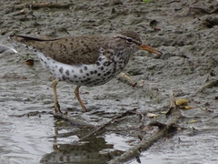 Actitis macularius