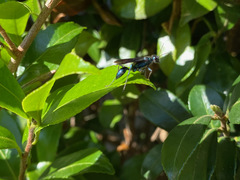 Chalybion zimmermanni