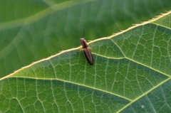 Ludioschema vittiger