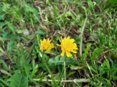 Scorzoneroides autumnalis