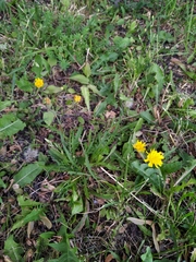 Scorzoneroides autumnalis