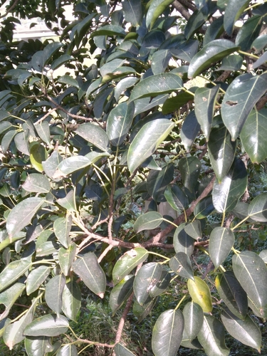 Image of Ficus polita by (c) Rosemary Harrison, some rights reserved (CC BY-SA)