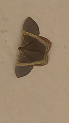 Palyadini
