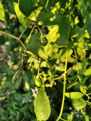 Solanum dulcamara