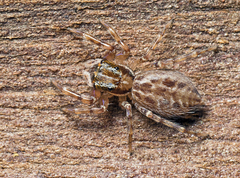 Adoxotoma nodosa