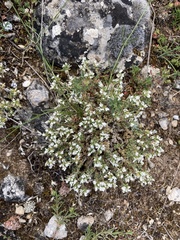 Arenaria erinacea