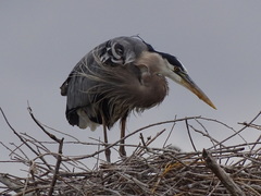 Ardea herodias