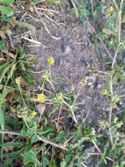 Medicago lupulina