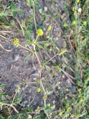 Medicago lupulina