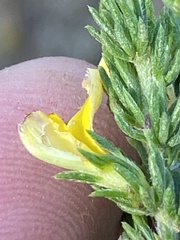 Aspalathus opaca opaca