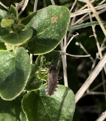 Catorhintha apicalis