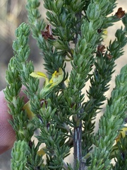 Aspalathus opaca opaca