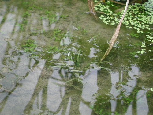 Blyxa japonica iNat (1)