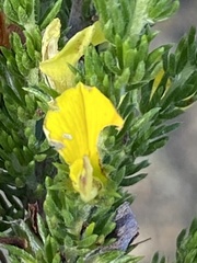 Aspalathus opaca opaca