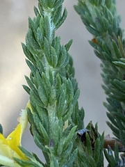 Aspalathus opaca opaca