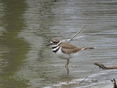 Charadrius vociferus