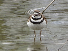Charadrius vociferus
