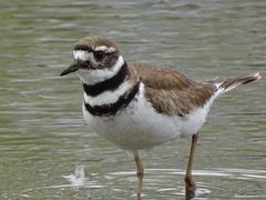 Charadrius vociferus