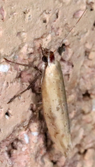 Ypsolopha ochrella