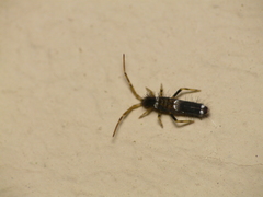 Entomobrya dorsalis