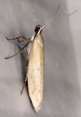 Ypsolopha ochrella