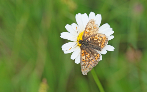 Marsh Fritillary photo 3