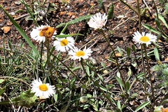 Erigeron grandiflorus