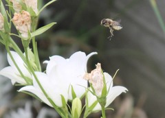 Megachile willughbiella