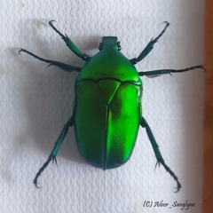 Heterorrhina elegans