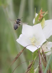Megachile willughbiella