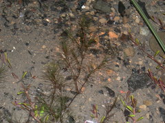Najas gracillima