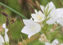 Megachile willughbiella
