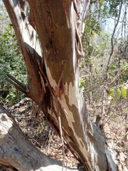 Libidibia sclerocarpa