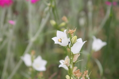 Megachile willughbiella
