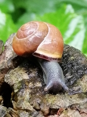 Cepaea nemoralis