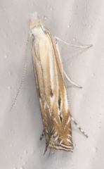 Isophrictis magnella
