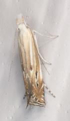Isophrictis magnella